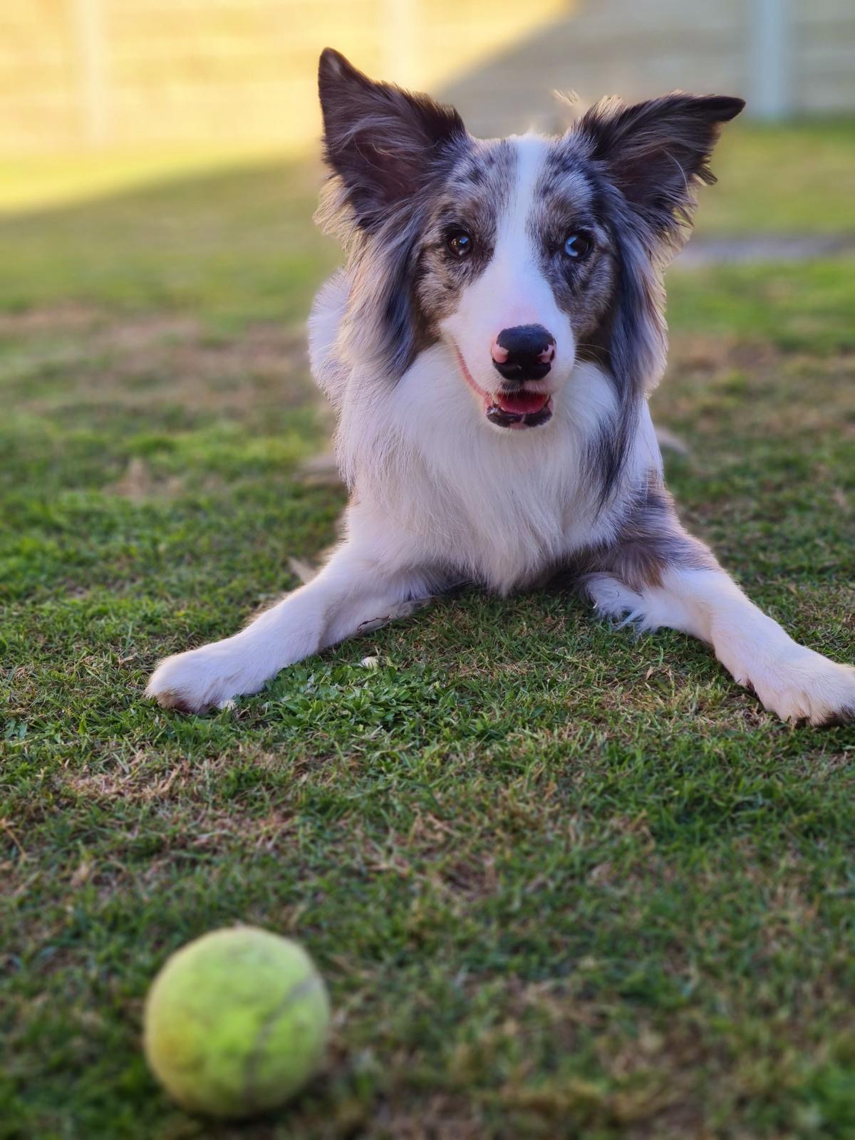 Blue Border Collie Blue Border Collie